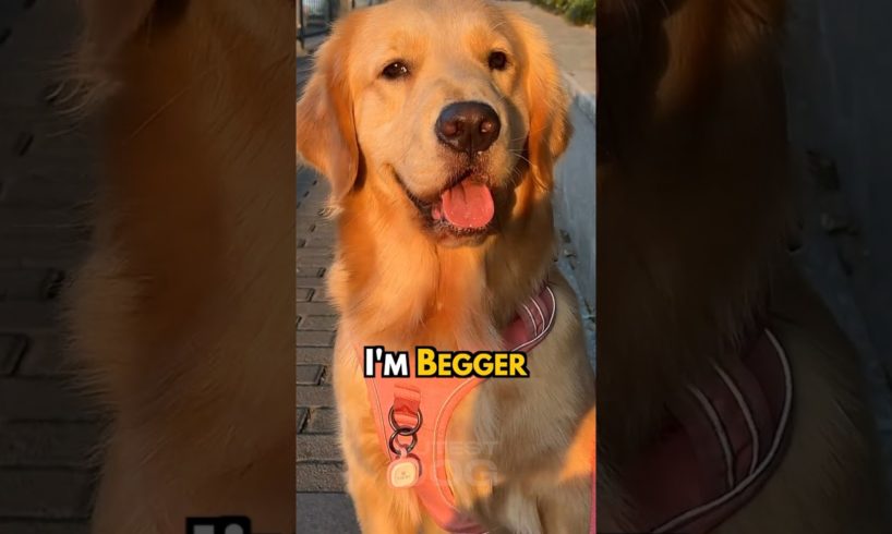 I will stare at your food until your share a little 😒 #dog #goldenretriever #dogshorts #shorts