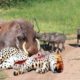 Incredible! Warthog Fights Fiercely With Leopard To Survive In Eenemy Territory.