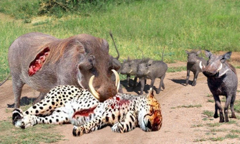 Incredible! Warthog Fights Fiercely With Leopard To Survive In Eenemy Territory.