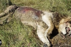 Injured Lion Dies Suddenly When Confronting Too Strong Prey, Which Enemy Did? | Animal Fight