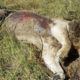 Injured Lion Dies Suddenly When Confronting Too Strong Prey, Which Enemy Did? | Animal Fight