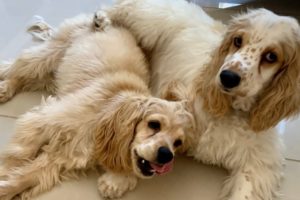 Introducing Matcha & Venice | Cutest Puppies | English Cocker Spaniel