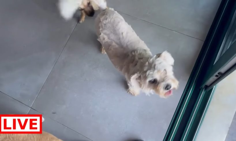 Jenny is another dog after her haircut 😍😂 - Takis Shelter