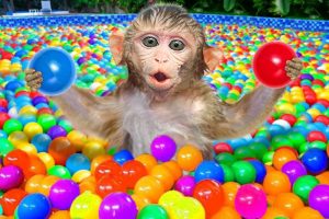 KiKi Monkey putting 30000 Ball Pit Balls in swimming pool and play with duckling | KUDO ANIMAL KIKI