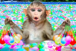 KiKi Monkey swims at the swimming pool full of Water Balloon with duckling | KUDO ANIMAL KIKI