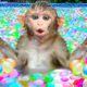 KiKi Monkey swims at the swimming pool full of Water Balloon with duckling | KUDO ANIMAL KIKI