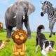 Learn to love animals, learn animal sounds dog, cat, horse, elephant, cow, monkey, pig