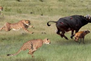 Leopard Hunting Baby Buffalo and What Happen Next ? Wild Animal Fights in Kenya