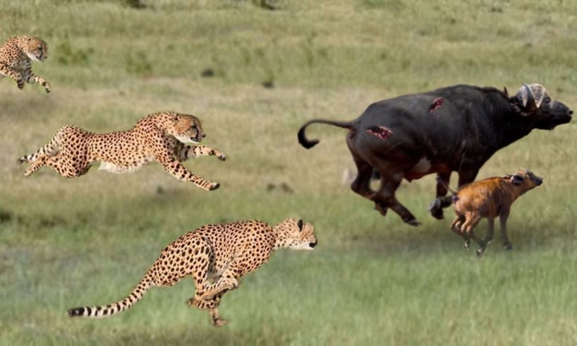 Leopard Hunting Baby Buffalo and What Happen Next ? Wild Animal Fights in Kenya