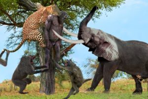 Leopard Vs Baboon! The Brave Elephant Rescues Poor Prey From The Wicked Leopard - Crocodile Attack