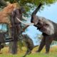 Leopard Vs Baboon! The Brave Elephant Rescues Poor Prey From The Wicked Leopard - Crocodile Attack