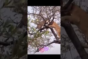 Lion And Chetta Fight In The Tree #shorts #lion #chetta #petsandanimals