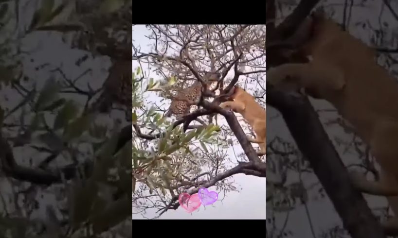 Lion And Chetta Fight In The Tree #shorts #lion #chetta #petsandanimals