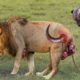 Lions Are Painfully Defeated By The Most Aggressive Prey In the Animal World