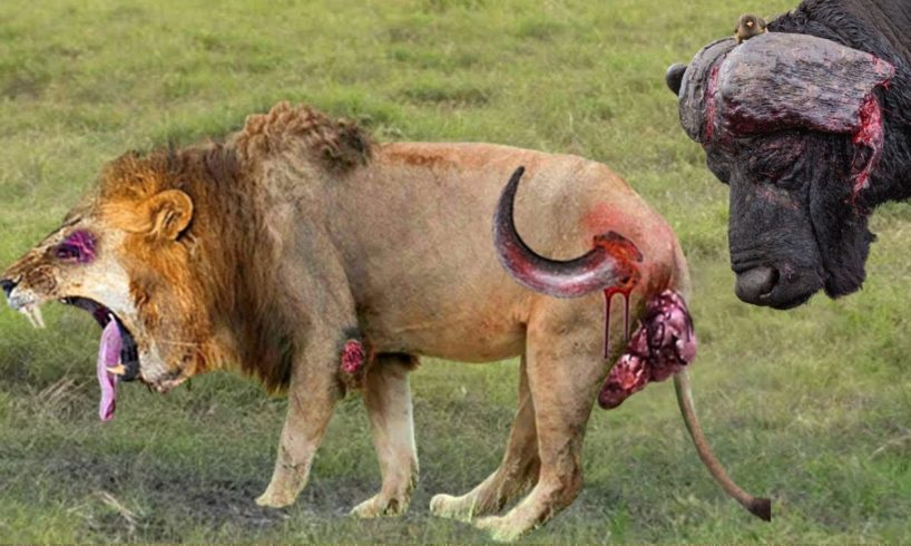Lions Are Painfully Defeated By The Most Aggressive Prey In the Animal World