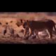 Lions vs Horses  l Lion vs Horse | Wild Animal Fights Captured On Camera