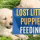 🐶 Lost Puppy Feeding Videos - Animal Rescue Video Clips