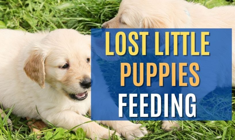 🐶 Lost Puppy Feeding Videos - Animal Rescue Video Clips