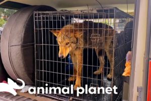 Mariah Rescues a Wolfdog! | Pitbulls and Parolees | Animal Planet