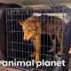Mariah Rescues a Wolfdog! | Pitbulls and Parolees | Animal Planet