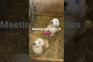 Meeting the cutest puppy’s in the world #dog #puppies #cute #shorts#viral