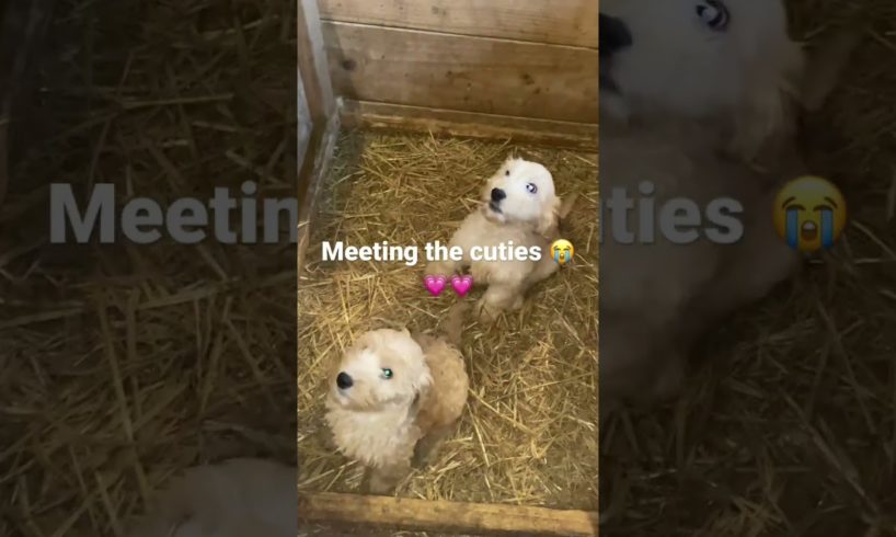 Meeting the cutest puppy’s in the world #dog #puppies #cute #shorts#viral