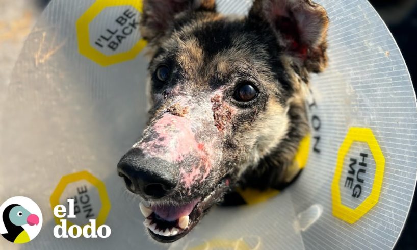 Mira cómo la cara de este perro se transforma por completo | Dodo Héroes | El Dodo