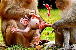 Mommy Kisses Baby Sweet Action Lovely Animals Macaque Wildlife