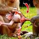 Mommy Kisses Baby Sweet Action Lovely Animals Macaque Wildlife