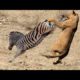 Mother Animal Rescues Her Young from Danger | Wild animals | Cari Channel