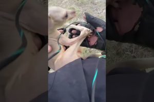 Motorcyclist Rescues Baby Kangaroo