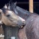 Mujer reúne caballos salvajes en condiciones de servidumbre | Dodo Héroes | El Dodo