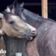 Mujer reúne caballos salvajes en condiciones de servidumbre | Dodo Héroes | El Dodo