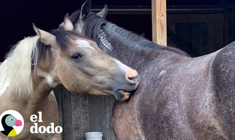 Mujer reúne caballos salvajes en condiciones de servidumbre | Dodo Héroes | El Dodo