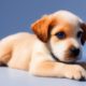 *Must watch cutest puppy video Ever* funny animal video