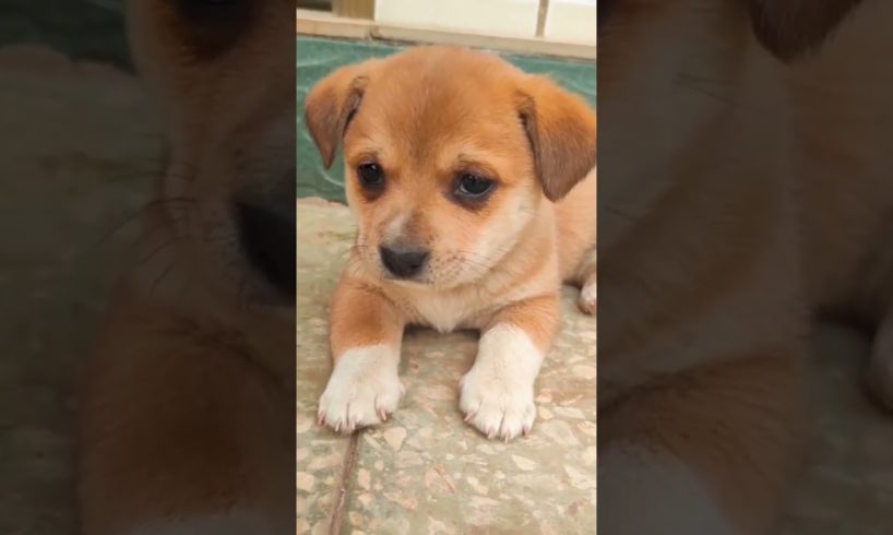 My cute puppies .  A beautiful moment #1352 - #shorts