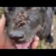 NO WAY !! You Won't Believe What happens When This Shy Dog is Rescued from Starvation! ANIMAL RESCUE
