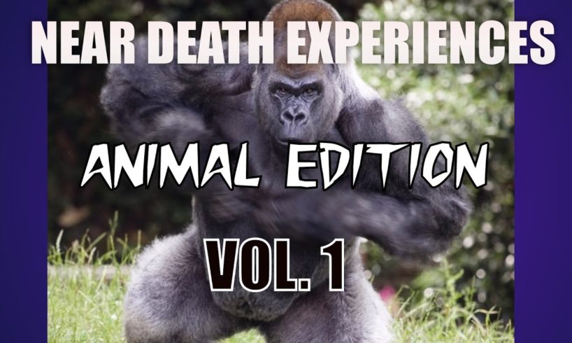 Near death experiences caught on CAMERA - Animal edition Vol. 1