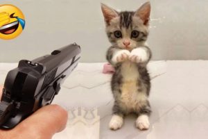 New Funny Videos 2022 ๐ Cutest Cats and Dogs ๐ฑ๐ถ Part36