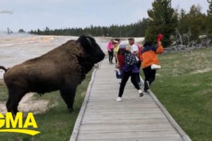 New warnings for tourists about wildlife at Yellowstone National Park l GMA