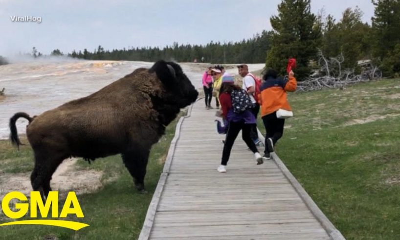 New warnings for tourists about wildlife at Yellowstone National Park l GMA