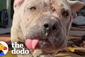 No One Wanted To Foster This Dog Until… | The Dodo