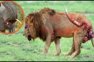 OMG! Lion hunts newborn baby Elephant - Wild Animal Fights in Africa