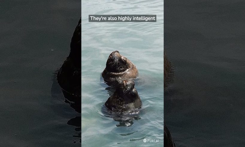 Otters in the river- big otters playing
