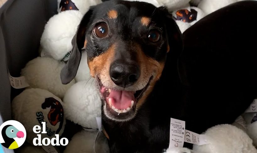 Perro salchicha está completamente obsesionado con su vieja y apestosa pelota de juguete | El Dodo