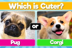 Pick the Cutest Dog | Which Dog is Cuter?