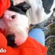 Pitbull asustado se derrite en los brazos de esta mujer | Puro Pitbull | El Dodo