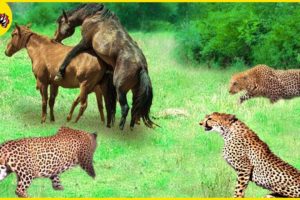 Pitiful! 30 Moments Leopards Attack Wild Horses In Brutal Hunting | Animal Fights