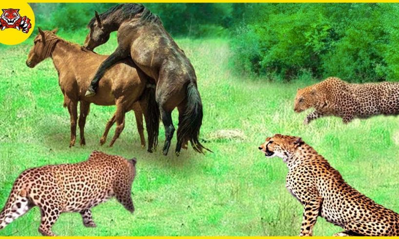 Pitiful! 30 Moments Leopards Attack Wild Horses In Brutal Hunting | Animal Fights