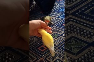 Playing lovebirds, Sunny and Mango birds #animals #pets #baby #birds #youtubeshorts